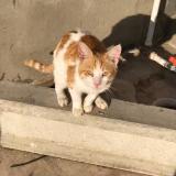 Photo de chat perdu à Karachi