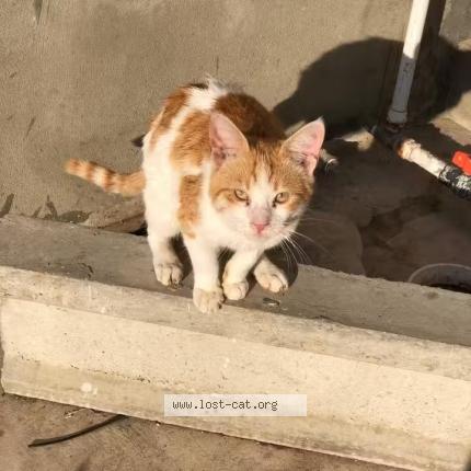 Photo 1/1 Doru Chat perdu à Karachi