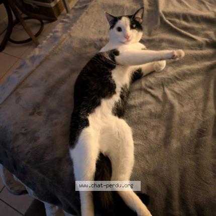 Photo de chat perdu à Creancey