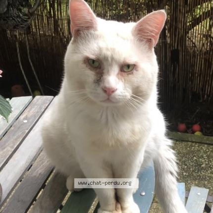Photo 1/1 winston Chat perdu à Eaubonne