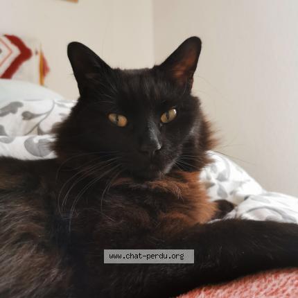 Photo de chat perdu à Voiron