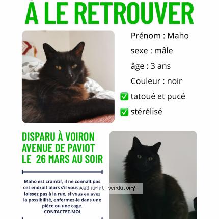 Photo 2/2 Chat retrouvé Perdu à Voiron