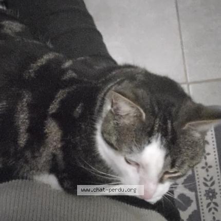 Photo de chat perdu à Montaren