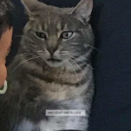 Photo de chat perdu à Guignen