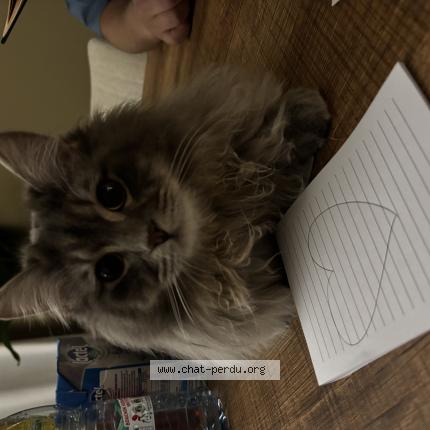 Photo de chat perdu à Reims