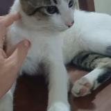 Photo de chat perdu à Caseros