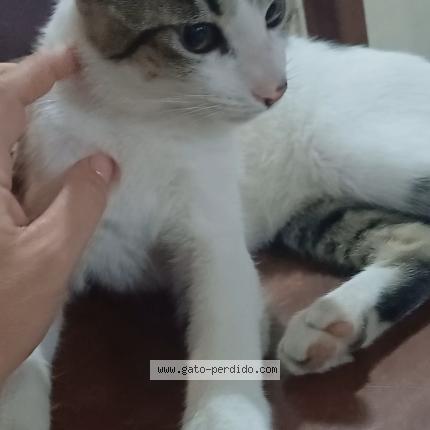 Photo 1/1 Shura Chat perdu à Caseros