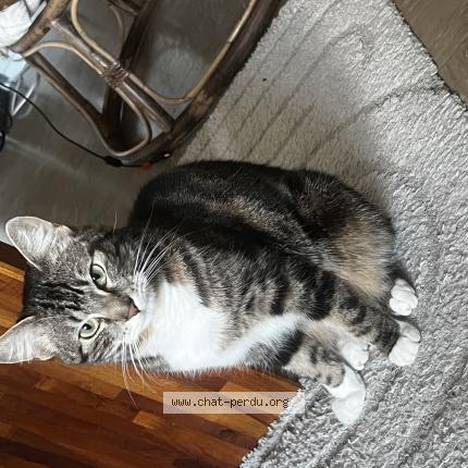 Photo de chat perdu à Asnieres