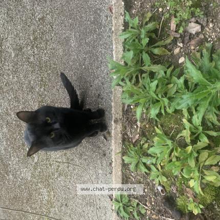 Photo 1/1 Chat trouvé Trouvé à Bois colombes