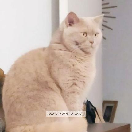 Photo 1/2 simba Chat perdu à Cournon d auvergne