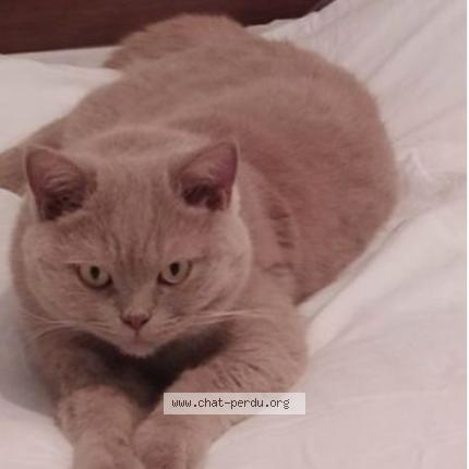 Photo 2/2 simba Chat perdu à Cournon d auvergne