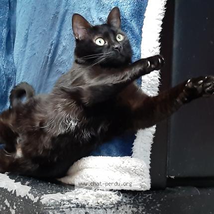 Photo 1/1 Sombra Chat perdu à Gironville sous les cotes