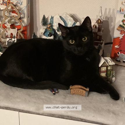 Photo 1/1 Chat retrouvé Perdu à Luneville
