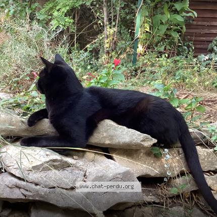Photo de chat perdu à Castries