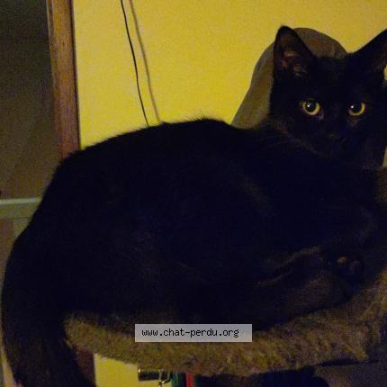 Photo de chat perdu à Sacy Le Petit