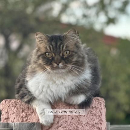 Photo 1/1 chichon Chat perdu à St andre
