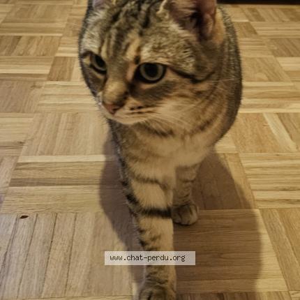 Photo 1/1 Chanel Chat perdu à Georfans