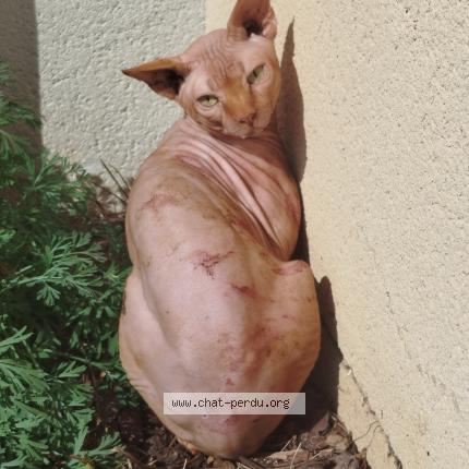 Photo de chat trouvé à Saint Sardos