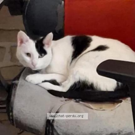Photo de chat perdu à Assainvillers