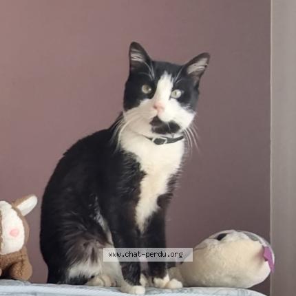 Photo 1/1 Chat retrouvé Perdu à Saint Junien