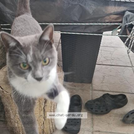 Photo de chat perdu à Domprix