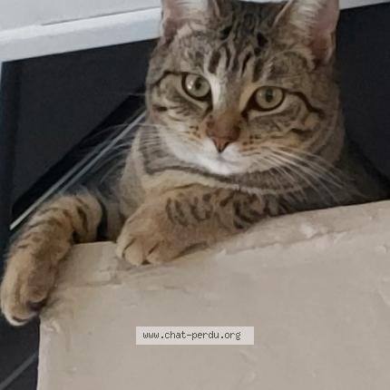Photo de chat perdu à Amigny Rouy
