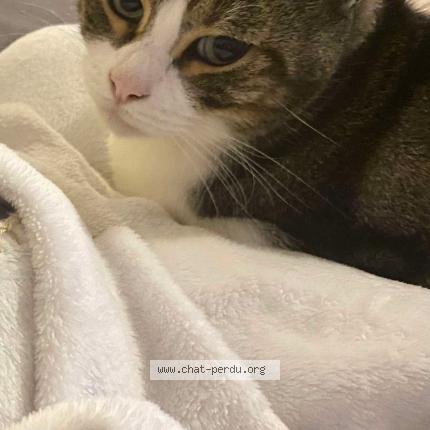 Photo 1/1 Marley Chat perdu à Troyes