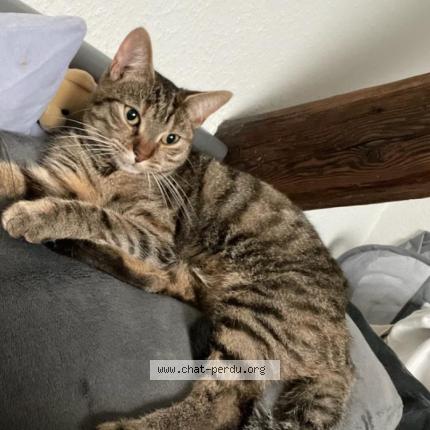 Photo 1/1 Chat retrouvé Perdu à Haguenau