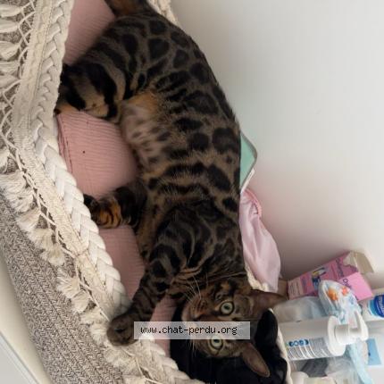 Photo 1/1 Chico Chat perdu à Rillieux la pape