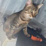 Photo de chat perdu à La Fleche