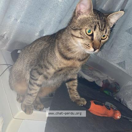 Photo 1/1 Chat retrouvé Perdu à La fleche