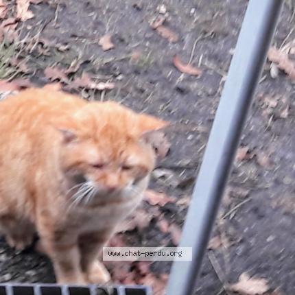 Photo 1/1 Caramel Chat perdu à Le barp