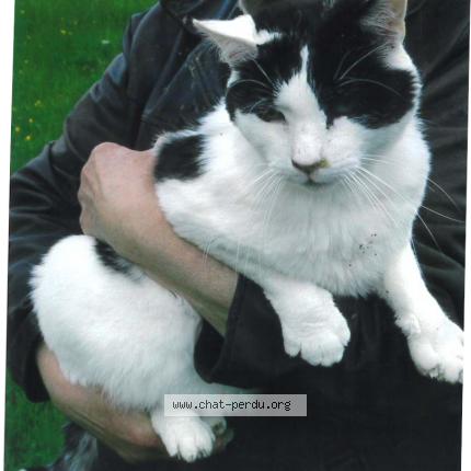 Photo 1/1 LOUIS Chat perdu à Gouex