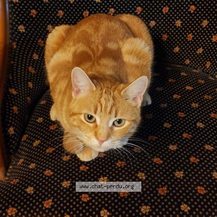 Photo de chat perdu à Brens