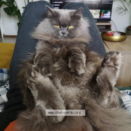 Photo de chat perdu à Strasbourg