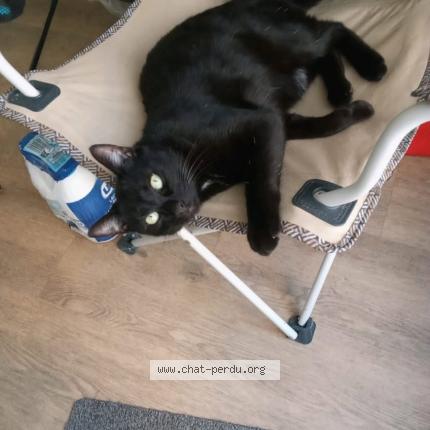 Photo de chat perdu à Tonnay Charente