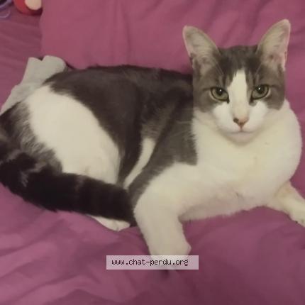 Photo 1/1 Sushi Chat perdu à Val au perche