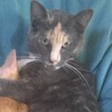 Photo de chat perdu à Versailles