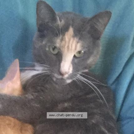 Photo 1/1 Chat retrouvé Perdu à Versailles