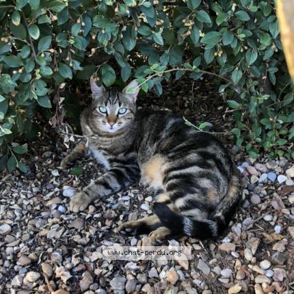 Photo de chat perdu à Ternand
