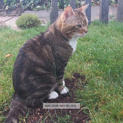 Photo de chat perdu à Sannois