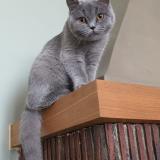 Photo de chat perdu à Epone