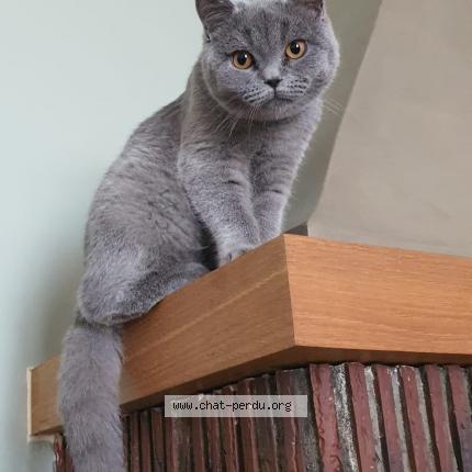 Photo 1/1 Chat retrouvé Perdu à Epone