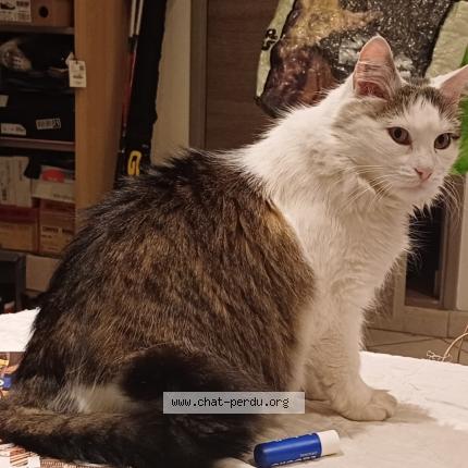 Photo de chat perdu à Bordeaux