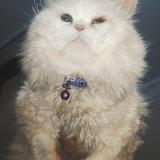 Photo de chat perdu à Rawalpindi