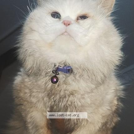 Photo 1/1 Simba Chat perdu à Rawalpindi