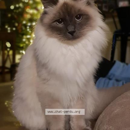 Photo de chat perdu à Brunoy