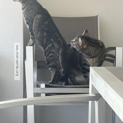 Photo 1/1 Milka Chat perdu à Frangy