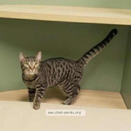 Photo 1/1 Lion Chat perdu à Montchatel val belair