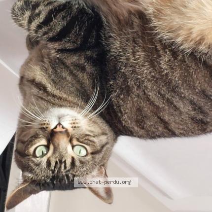 Photo de chat perdu à Nantes